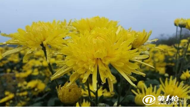 风俗重阳节有哪些活动_重阳节有什么风俗_重阳节风俗是