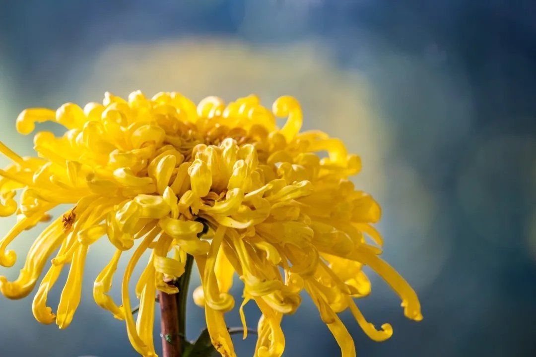 重阳节风俗是_重阳节有什么风俗_风俗重阳节有哪些活动