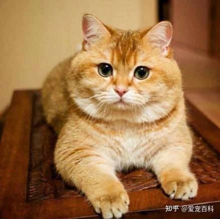 房东的猫_房东猫的歌_房东猫的newboy歌