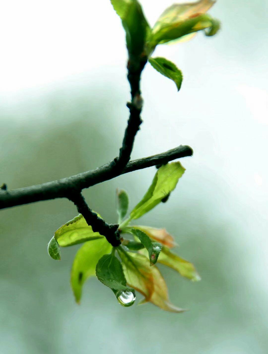 雨后的故事动态qq动态图片_动态雨景图片_雨后动态句子