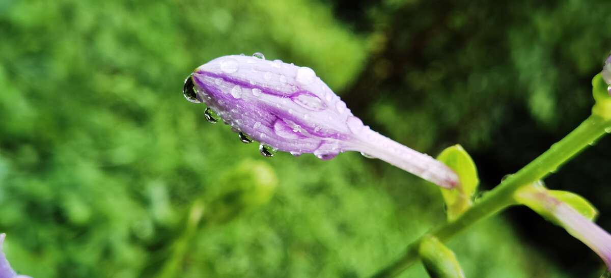 雨后动态句子_雨后的故事动态qq动态图片_动态雨景图片