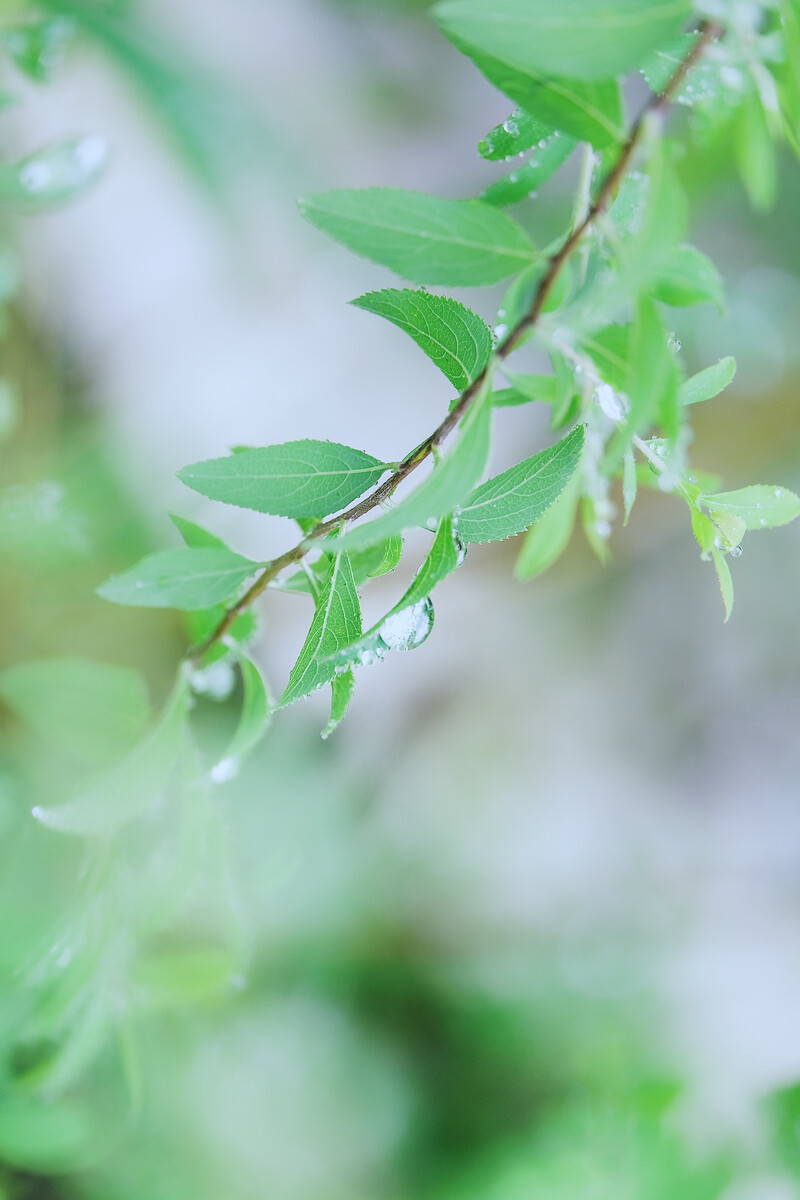 雨后的故事动态qq动态图片_动态雨景图片_雨后动态句子