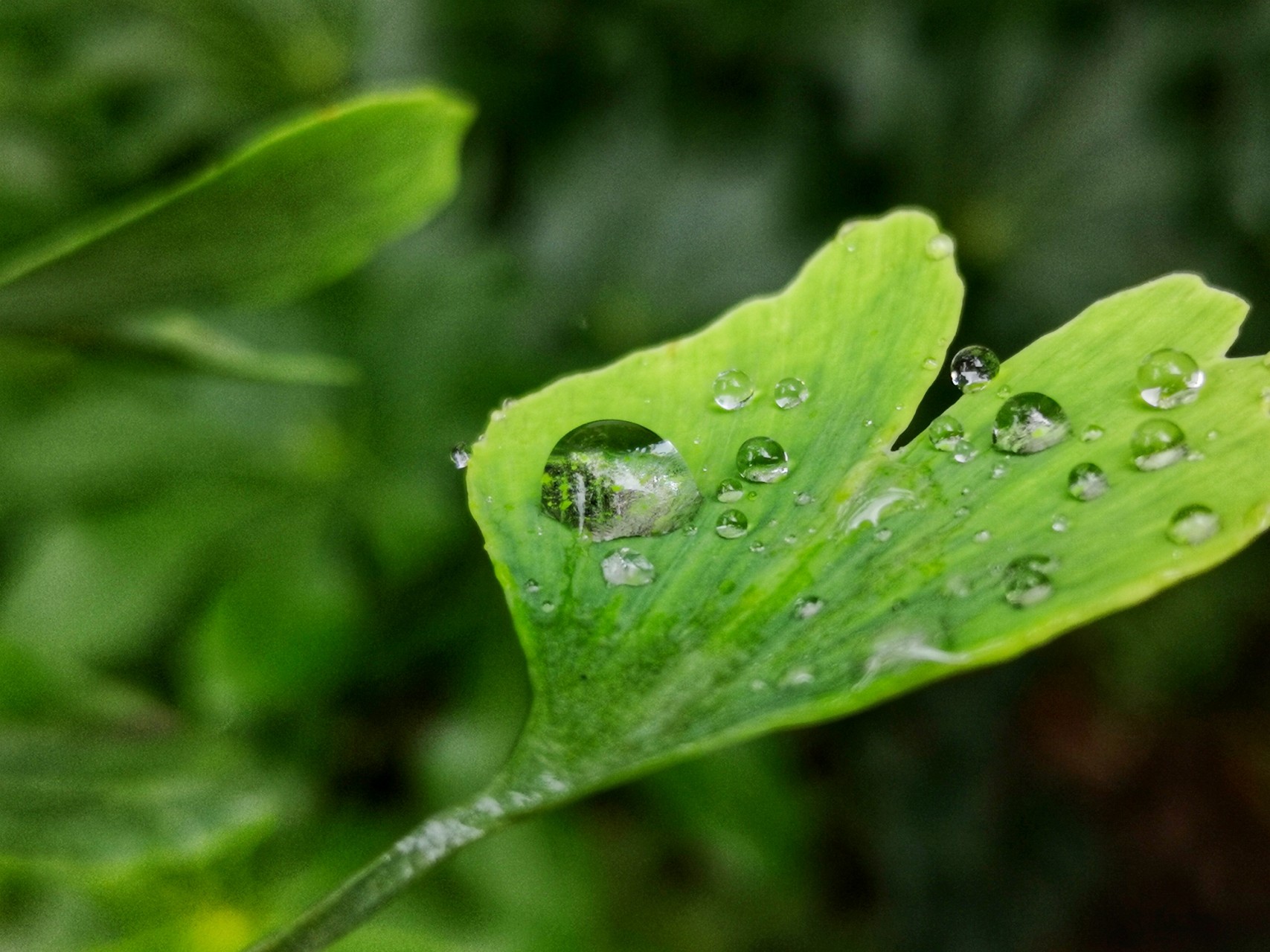 雨后动态句子_雨后的故事动态qq动态图片_动态雨景图片