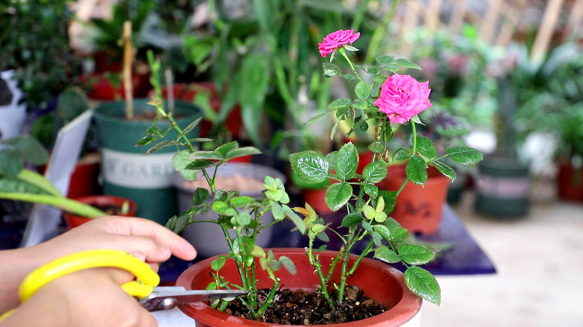 问花_问花周深_问花村在什么地方