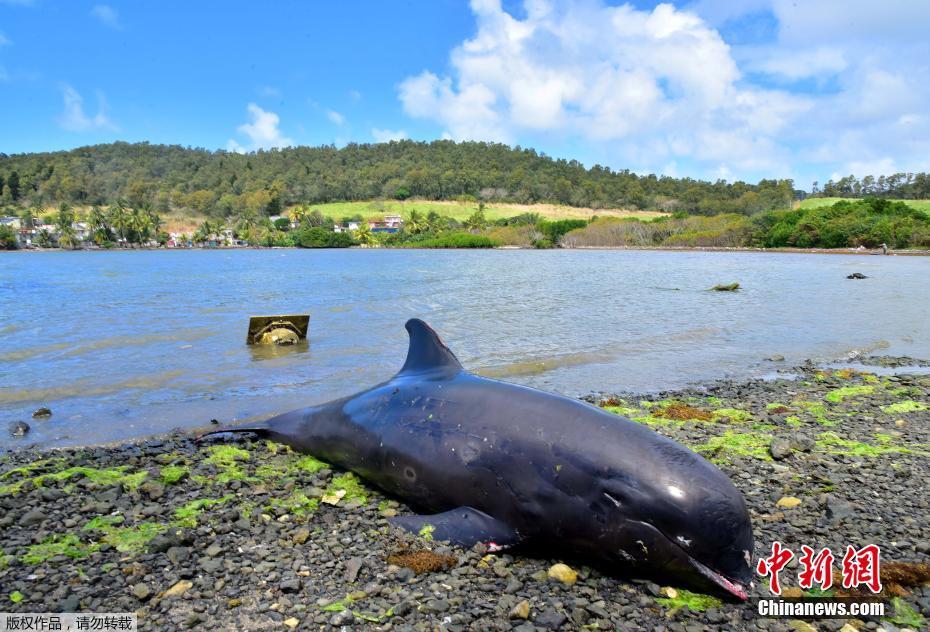 僵尸海豚电影_海豚僵尸_僵尸海豚叫声