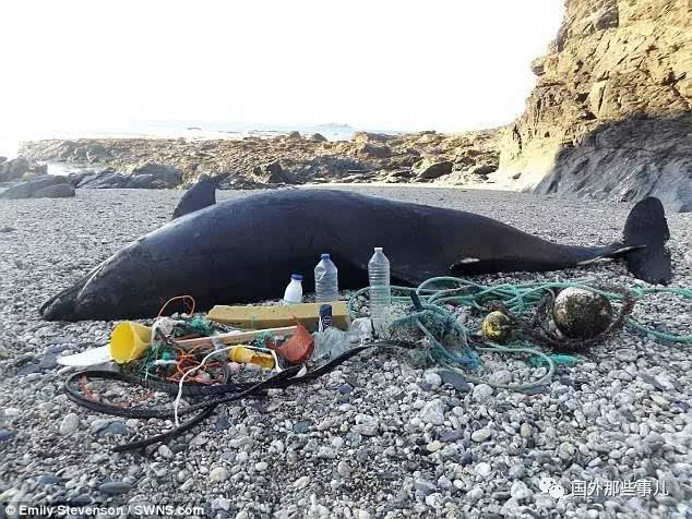 僵尸海豚电影_僵尸海豚叫声_海豚僵尸