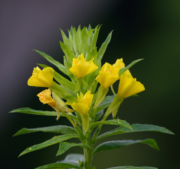 植野直花壁纸_植野直花喜欢石田将也吗_植野直花