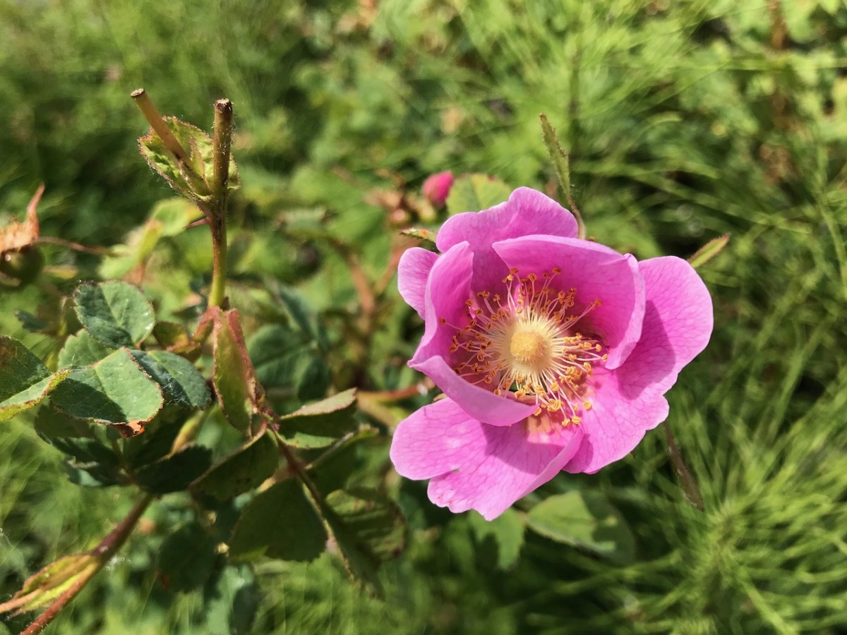 植野直花喜欢石田将也吗_植野直花壁纸_植野直花