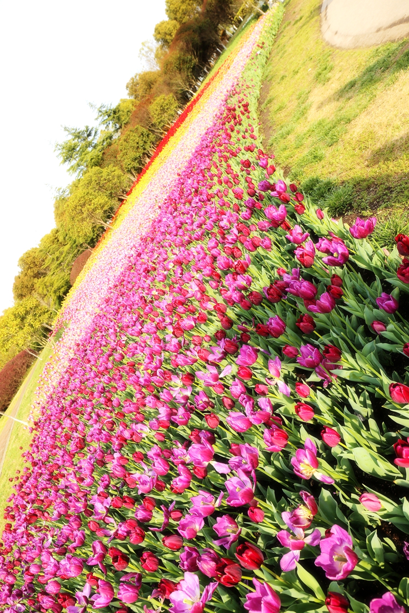 花田十辉_花田阿花放学_花田错