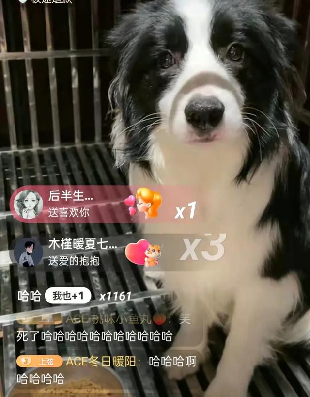 狗狗币钱包地址绑定_tp钱包狗狗币地址_dogecoin狗狗币钱包