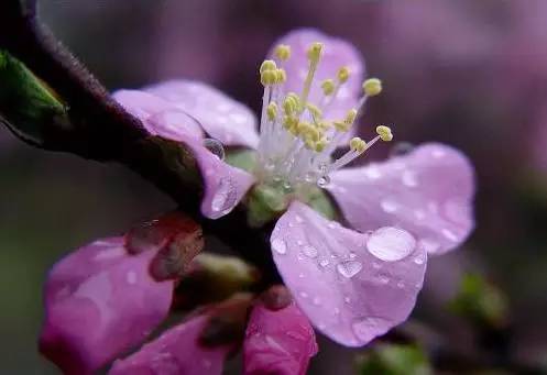 雨季梅花_雨季梅里雪山_梅雨季