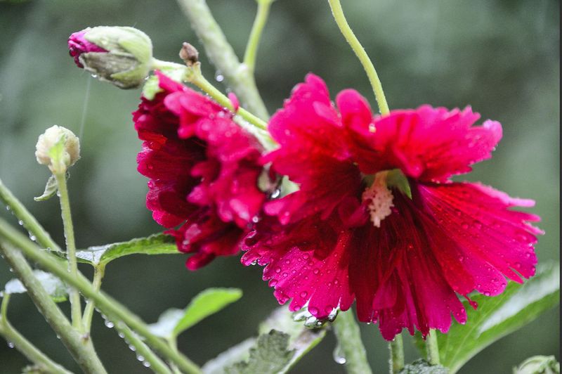 梅雨季节是什么时间_梅雨季节是什么时节_季节梅雨时间是几月几日