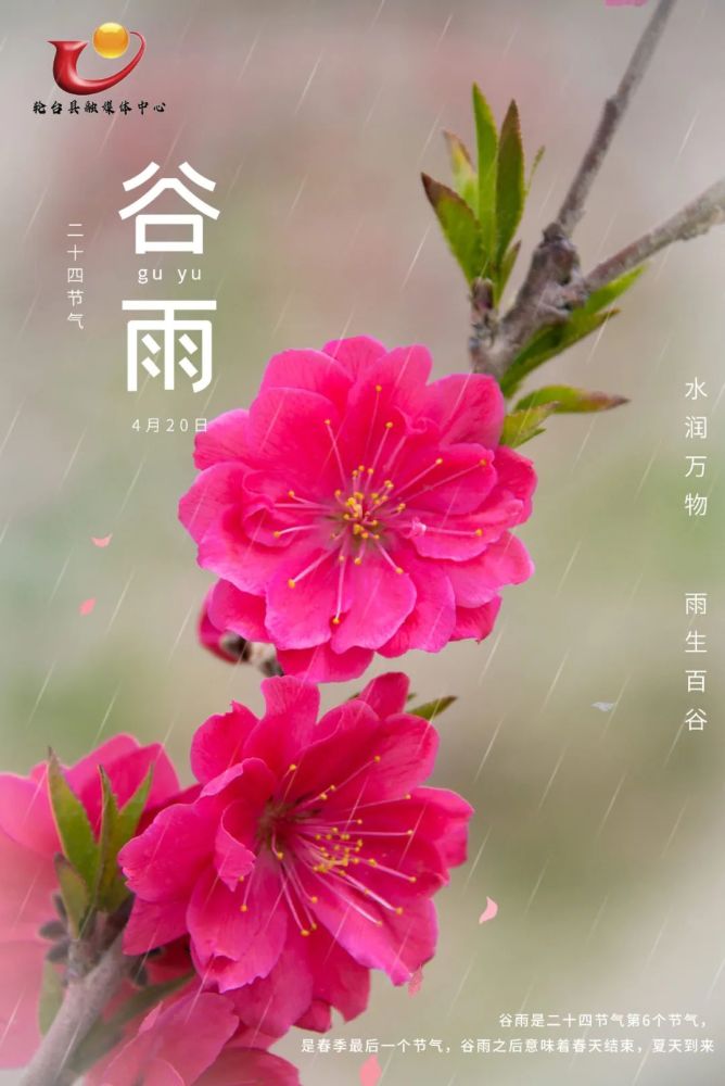 古诗谷雨春光晓_关于谷雨的古诗_古诗谷雨拼音版