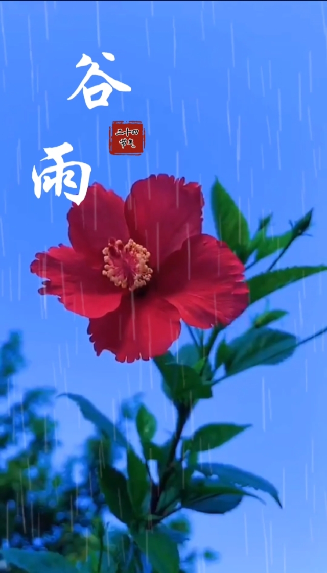 古诗谷雨春光晓_关于谷雨的古诗_古诗谷雨拼音版