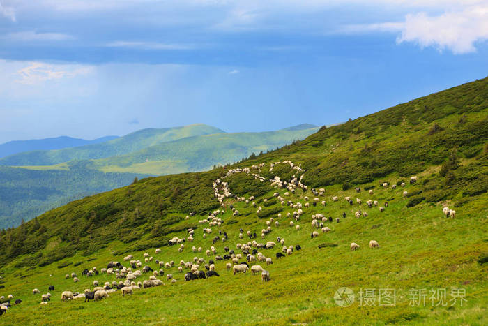 神山羊_羊神山古茶园在哪里_羊神山古茶园