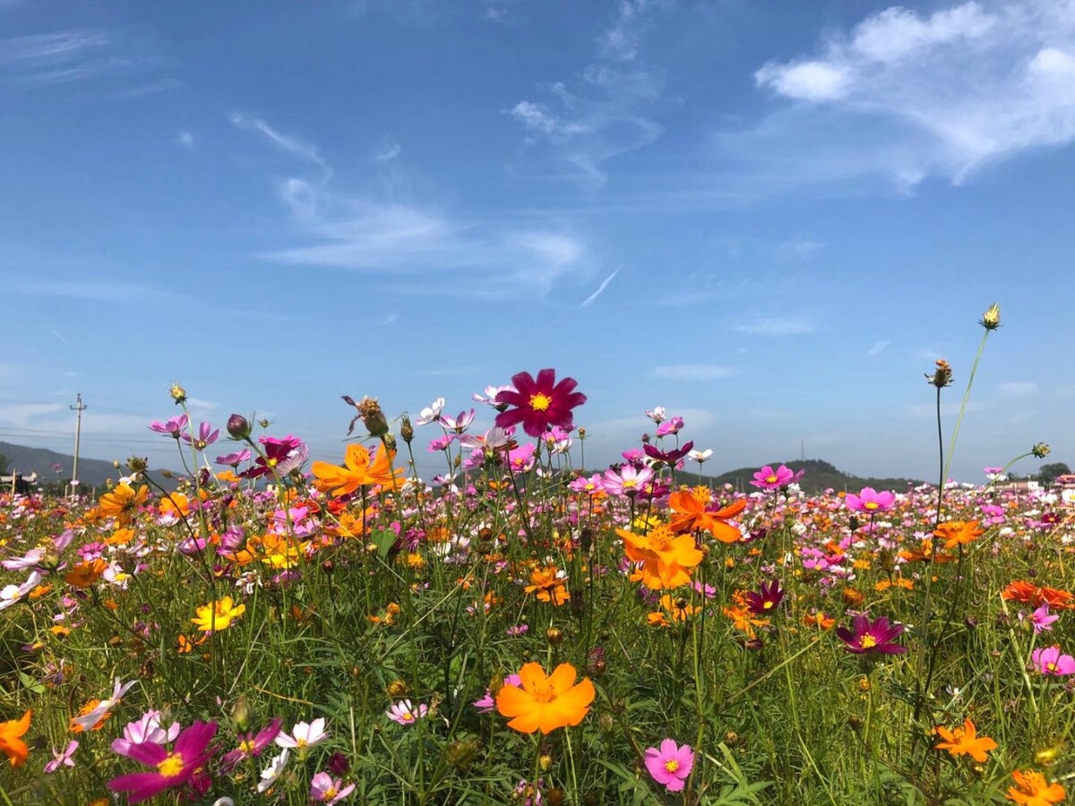 夏季风景图片大全简笔画_夏季图片风景_夏季风景图片大全大自然