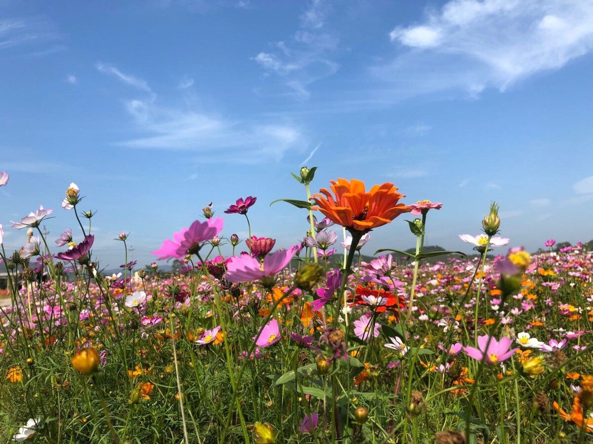 夏季风景图片大全大自然_夏季图片风景_夏季风景图片大全简笔画