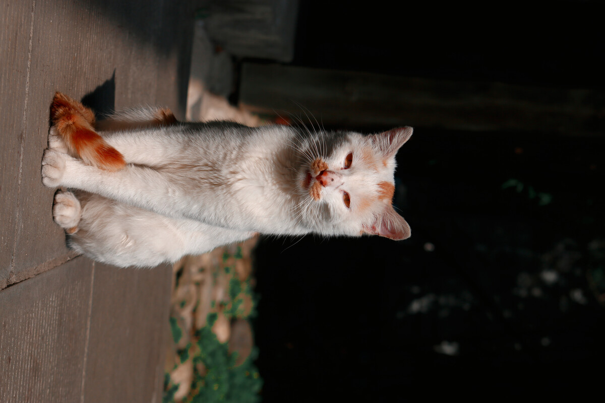 修猫是什么意思_猫咪的意思怎么说_猫的汉语意思