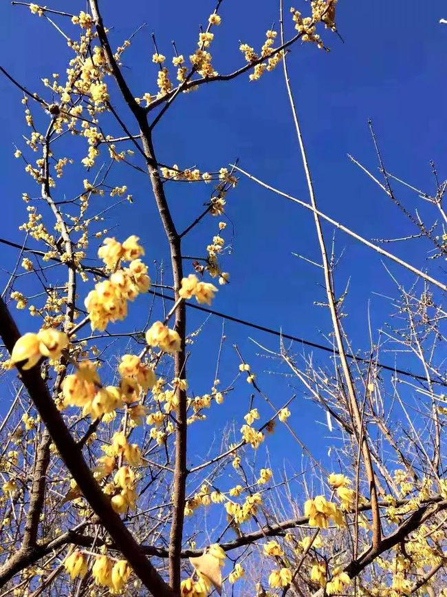 冬开花的功效与作用_冬日花开_冬天开什么花