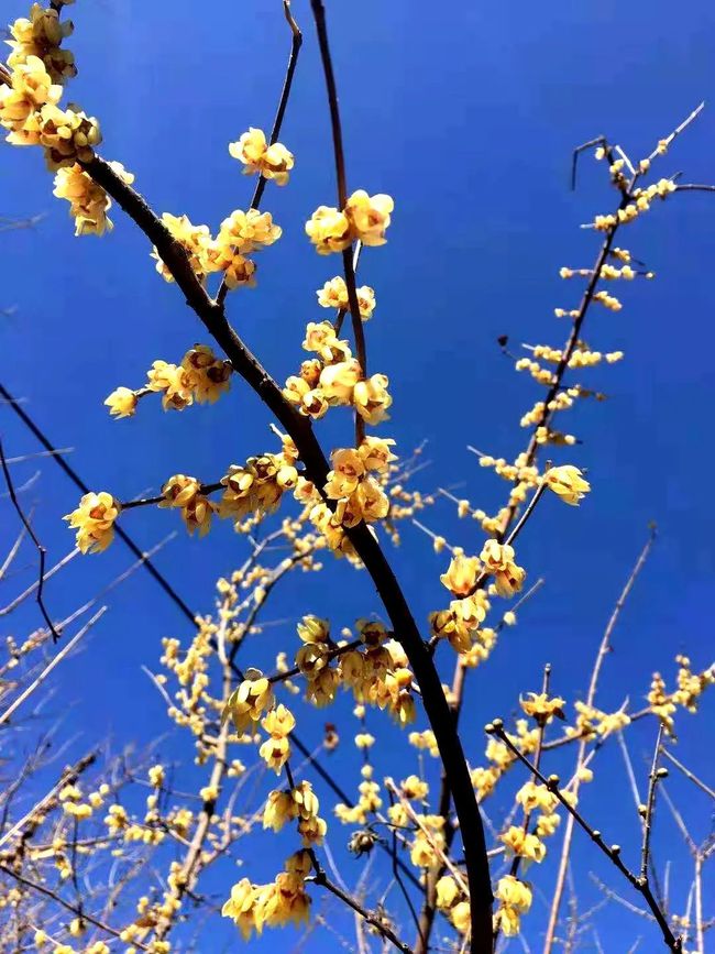 冬天开什么花_冬日花开_冬开花的功效与作用