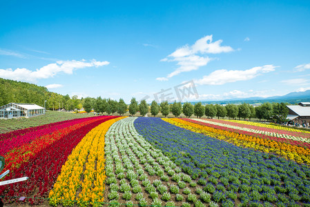 惟我独尊富良野_富良野_北海道富良野旅游