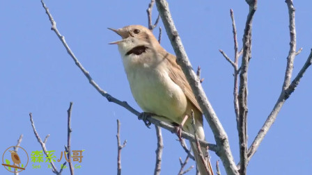 抒情歌鸲卡组构建_抒情歌鸲聚集夜莺_抒情歌鸲