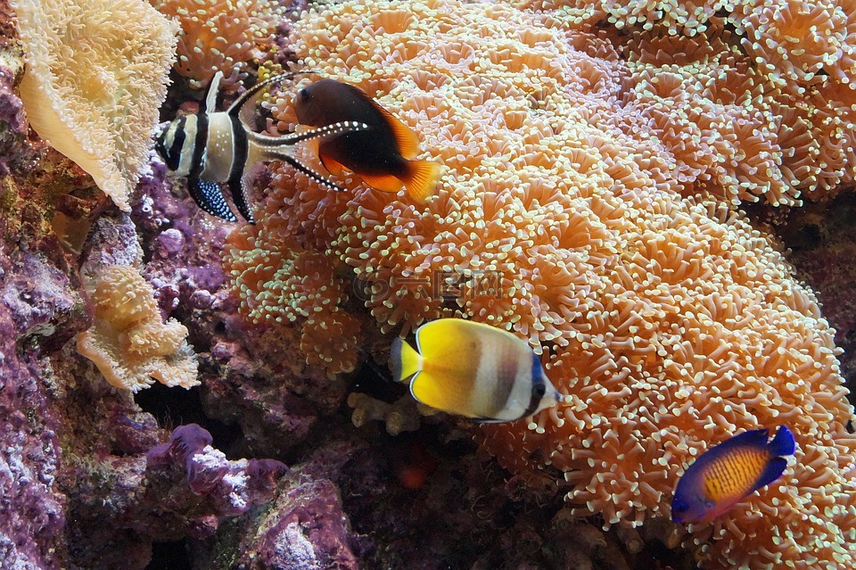 梦幻水族馆屏保_梦幻水族馆是什么软件_梦幻水族馆下载