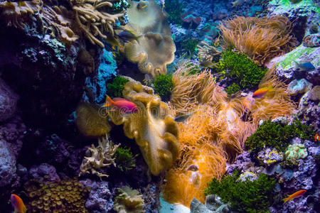 梦幻水族馆是什么软件_梦幻水族馆下载_梦幻水族馆屏保