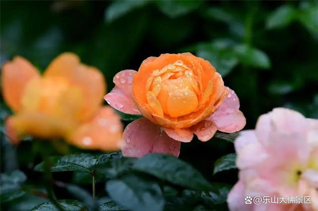 梅雨季节是几个月_梅雨季节是几月份_梅雨季节是几月份到几月份