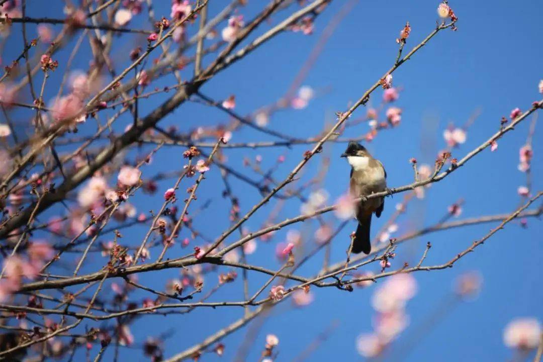 立春是一月_立春是一月还是二月_立春是几月几日