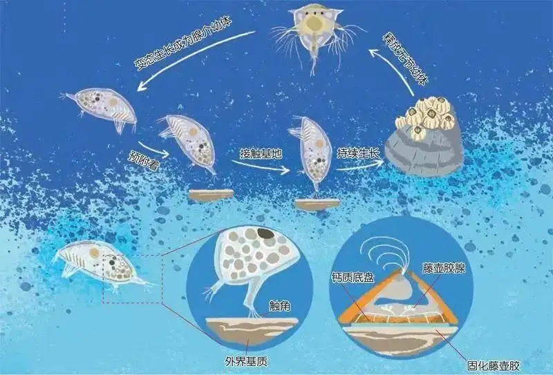 蜗牛寄生虫双盘吸虫_双盘吸虫_盘吸虫图片