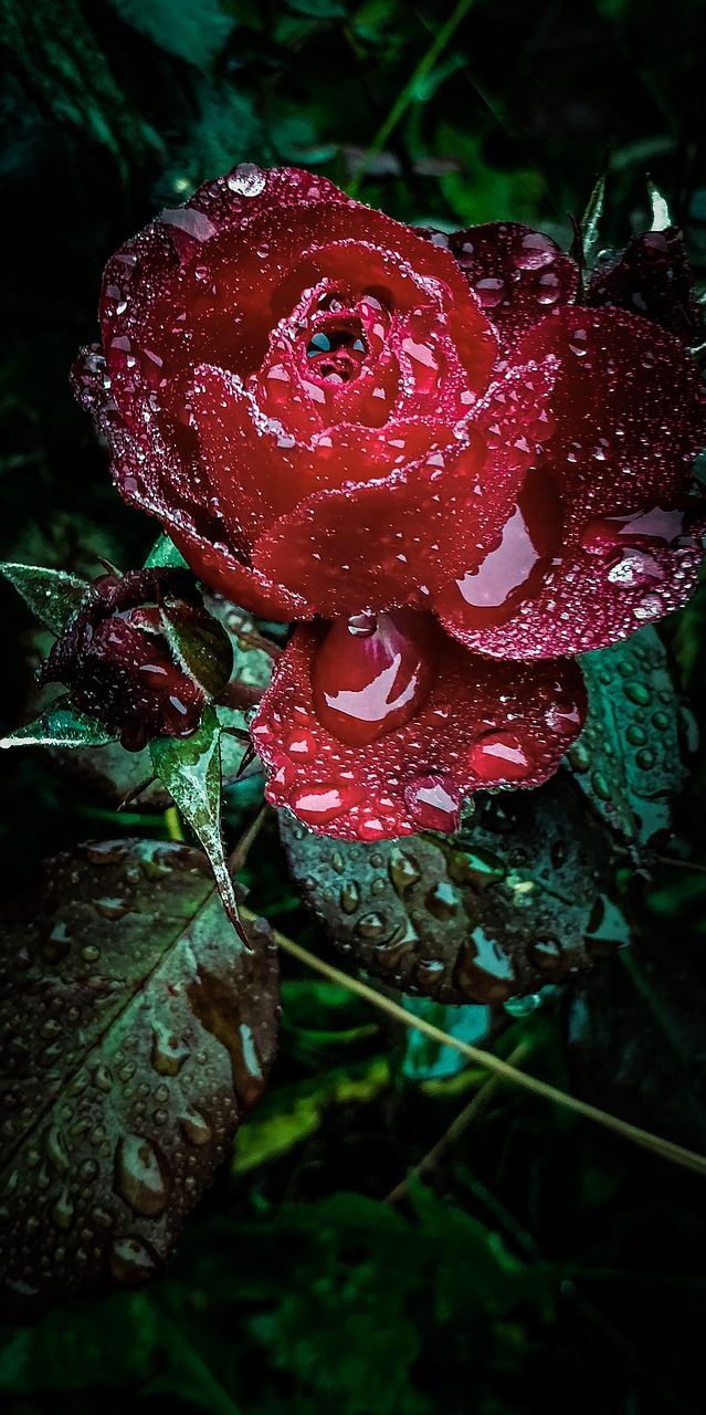 忆雨_忆雨听风_忆雨为什么恨人类