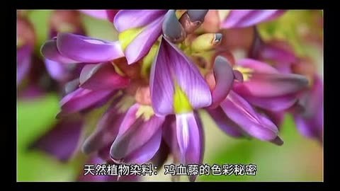 亚莎力_亚莎海菲兹_亚莎