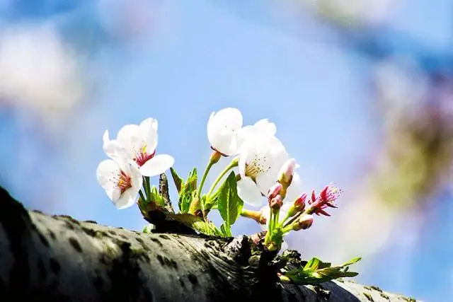 春暖性花开春暖地址_春暖花开cc地址_春暖花开地址