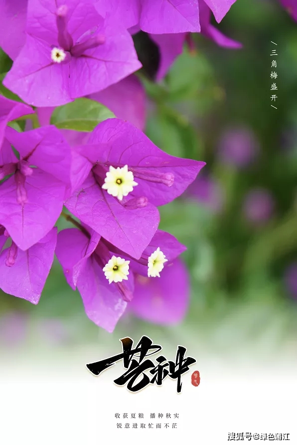 芒种是几月几号_芒种是什么_芒种是什么季节