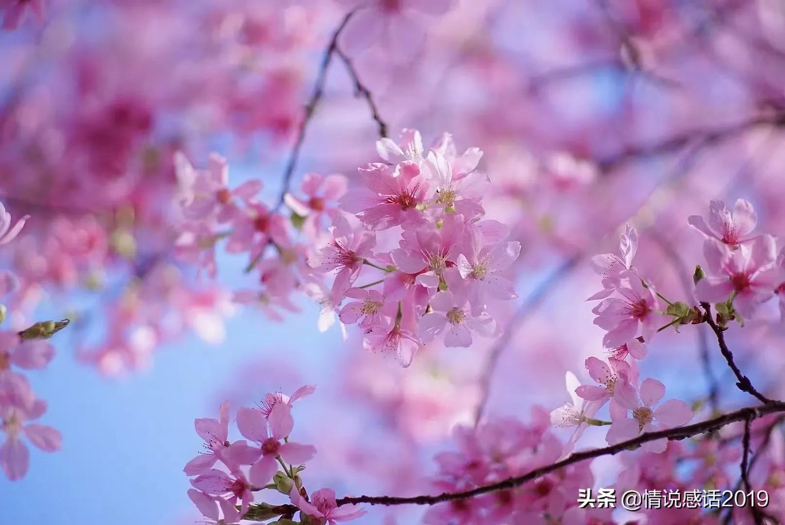 樱神大祓任务攻略_神樱_樱神幻想