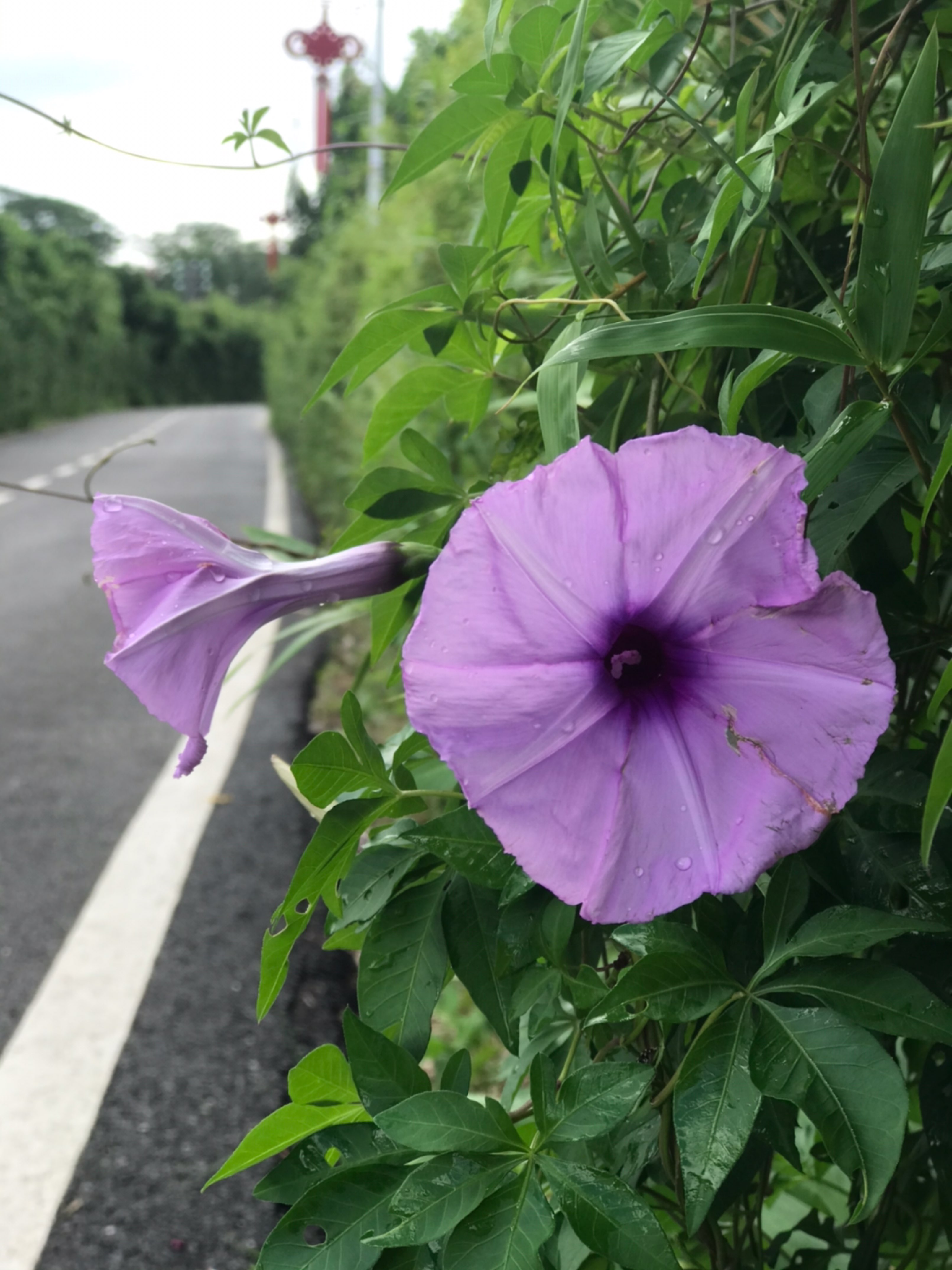 香坂春风_春风香片属于什么茶_春风香全集