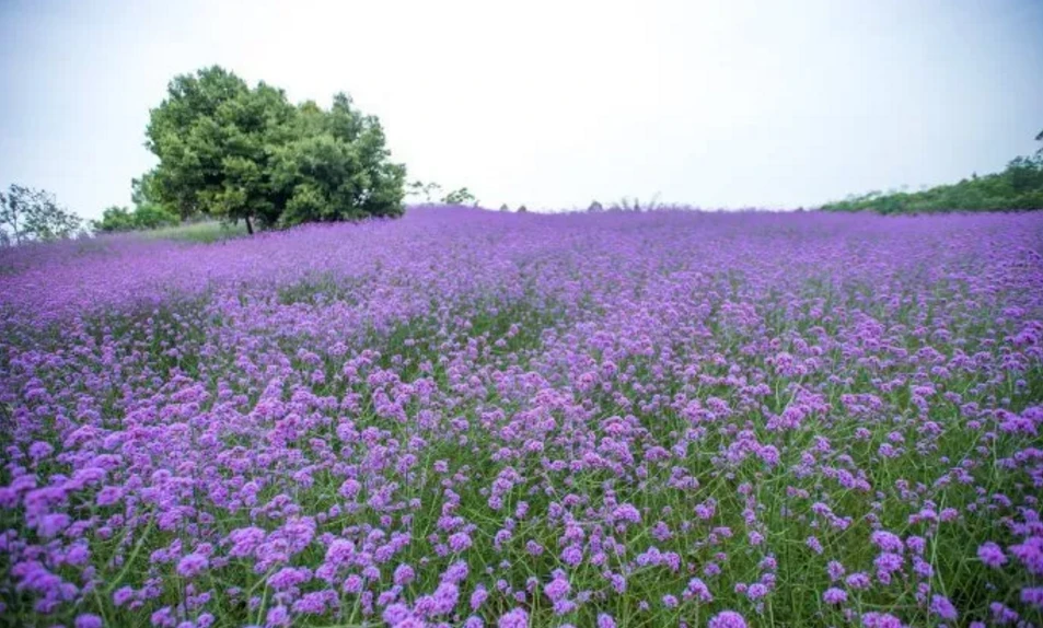 樱川六花_樱川六花_樱川六花