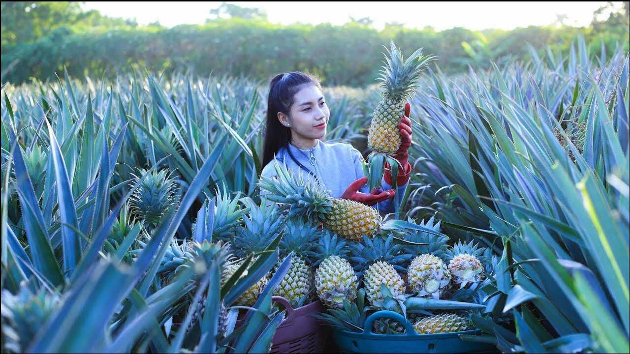 波萝视频_波萝视频_波萝视频