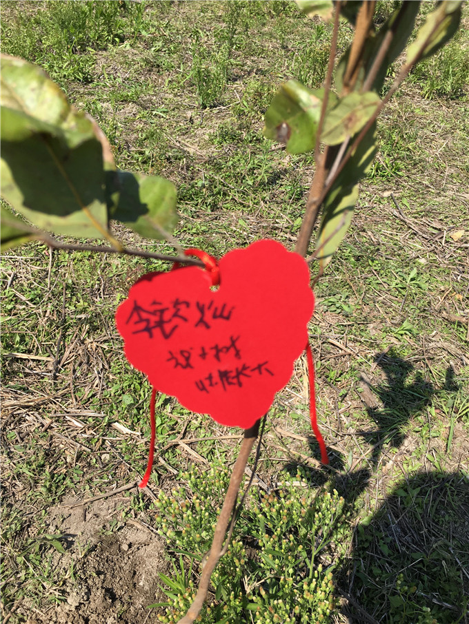 植树节一天是几月几日_植树节是每天的几月几日_植树节是哪一天