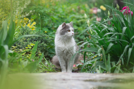 灰猫斩魄刀_灰猫图片_灰猫