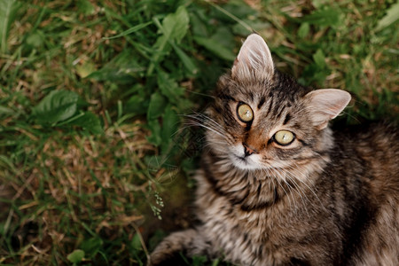 灰猫斩魄刀_灰猫_灰猫图片