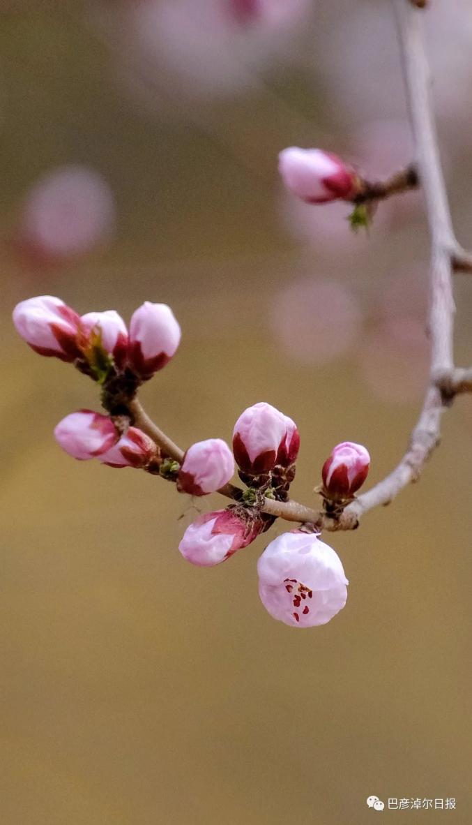 春紫菀罗马音_春紫菀_春紫菀花语