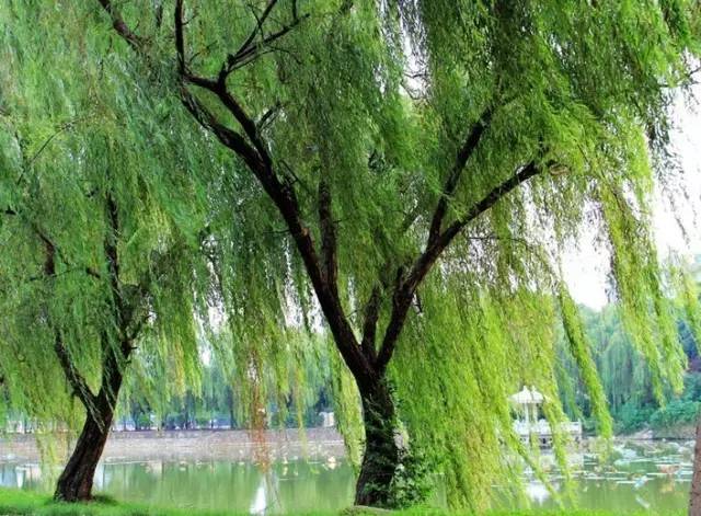 神宫寺寂雷为什么不能喝酒_神宫寺寂雷_神宫寺寂雷为什么这么多人