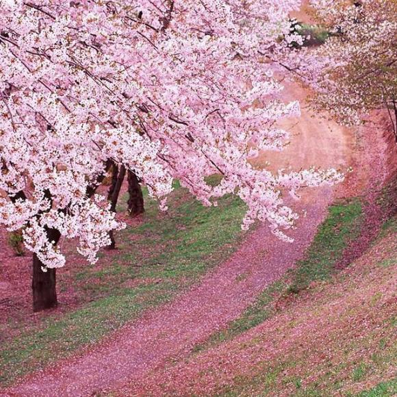 花花haya_花花haya转生前_花花haya分手