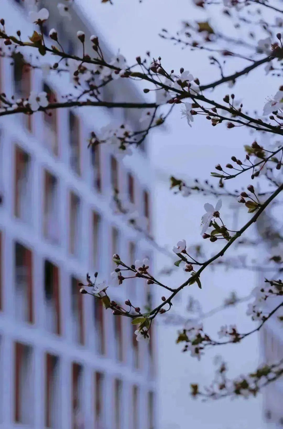 香坂时雨：如春日细雨般细腻又难以捉摸的情感